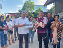 Pemkab Bulungan Genjot Swasembada Daging, Bagikan Ratusan Bibit Babi